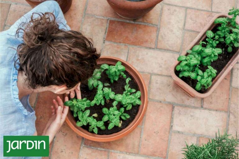 las-plantas-aromaticas-que-no-puedan-faltar-en-tu-botiquin-ni-en-tu-balcon