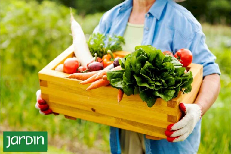 seis-verduras-que-puedo-sumar-a-la-huerta-para-comer-saludable