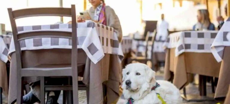 proponen-que-bares-y-restaurantes-permitan-el-ingreso-de-mascotas