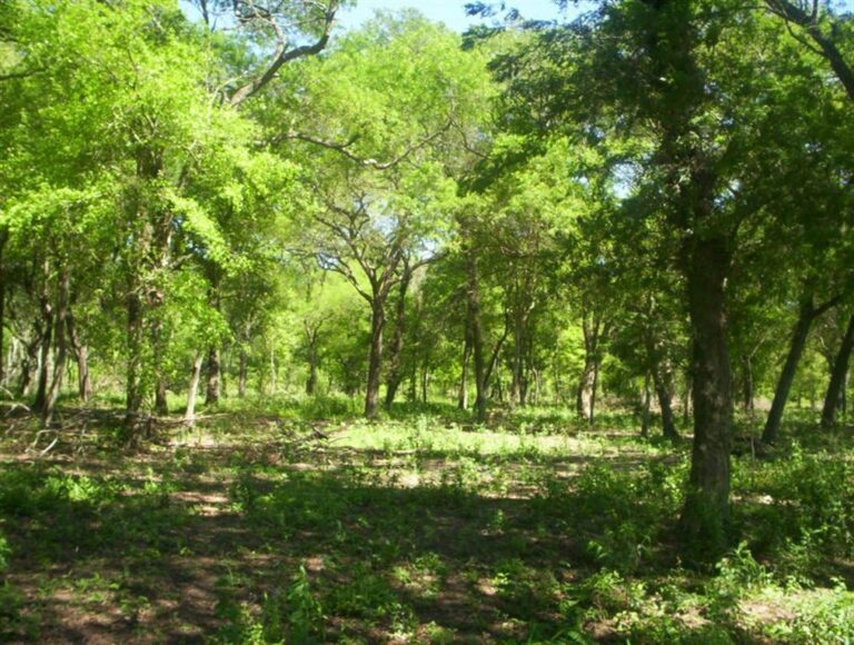 Controversia en Córdoba: reclaman un nuevo ordenamiento del bosque nativo para ampliar la frontera ganadera