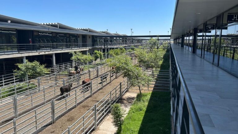 Vacunos: oferta escasa en el Mercado Agroganadero de Cañuelas y valores con la tónica de la última rueda