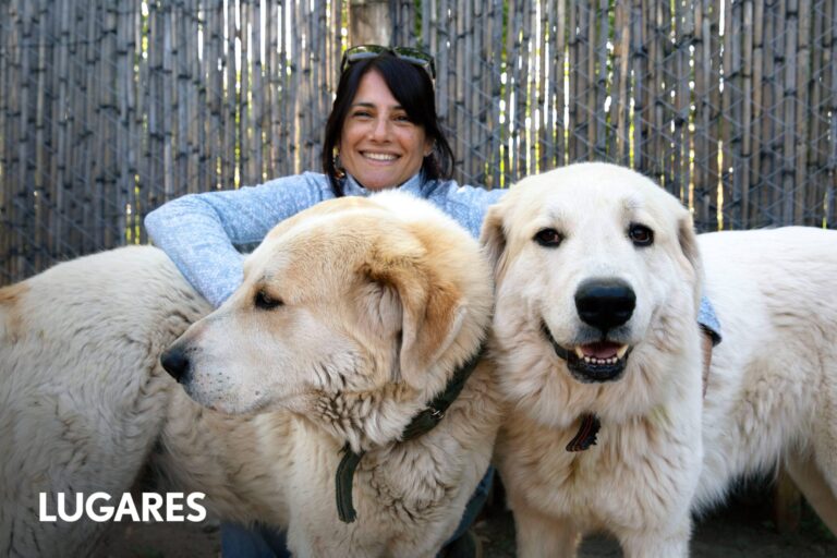 El exitoso método de crianza de perros que protegen al ganado en Mendoza y Neuquén