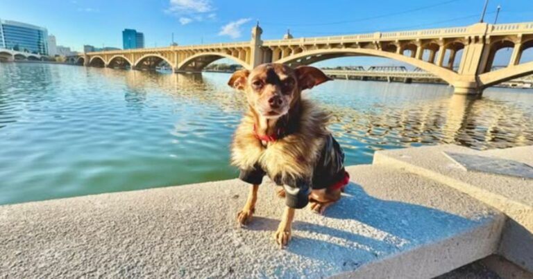 Un reencuentro inesperado, un hombre recupera a su perro perdido tras ocho años de búsqueda