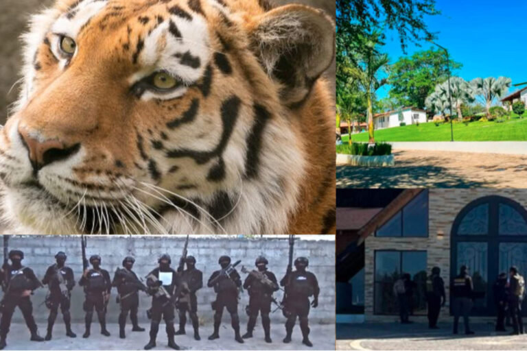 Decomisaron mansiones de lujo con tigres disecados del Cartel de la Familia Michoacana