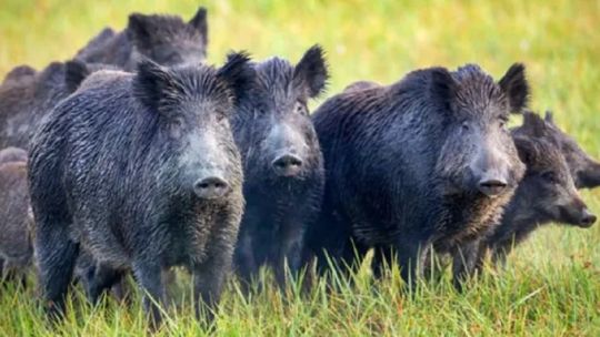 Autorizan la caza del jabalí europeo en la provincia de Buenos Aires