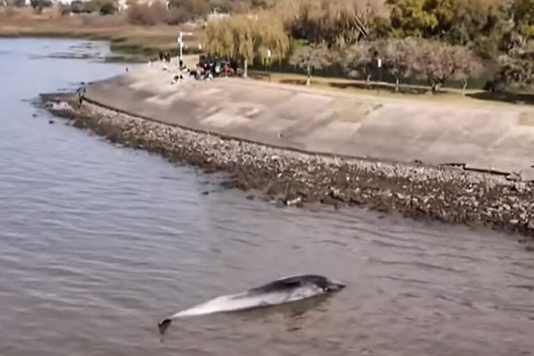 Encontraron a una cría de ballena muerta en Vicente López