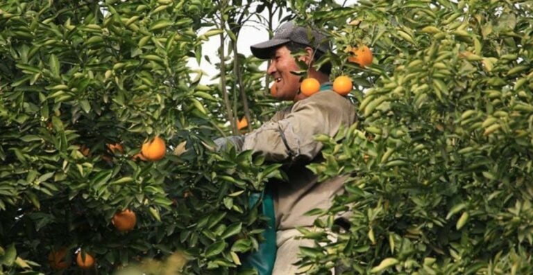 Bravucones. Siguen los despidos en Ledesma
