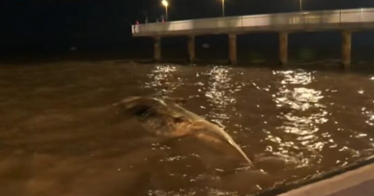 Encuentran a otra ballena muerta en la Costanera: es la segunda en menos de una semana