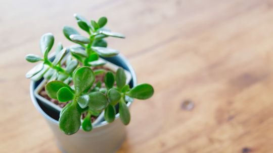 Así podes hacer florecer la planta de jade con un fertilizante natural sorprendente