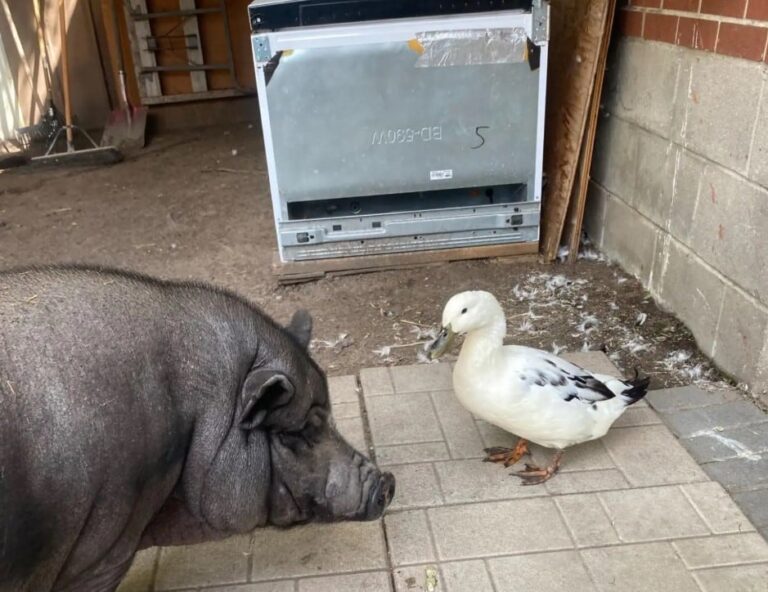 Rescató a un pato y se volvió inseparable de uno de sus chanchos