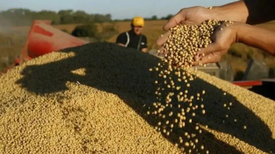 La influencia del agro en el crecimiento económico: La realidad del sector se verá este primer trimestre