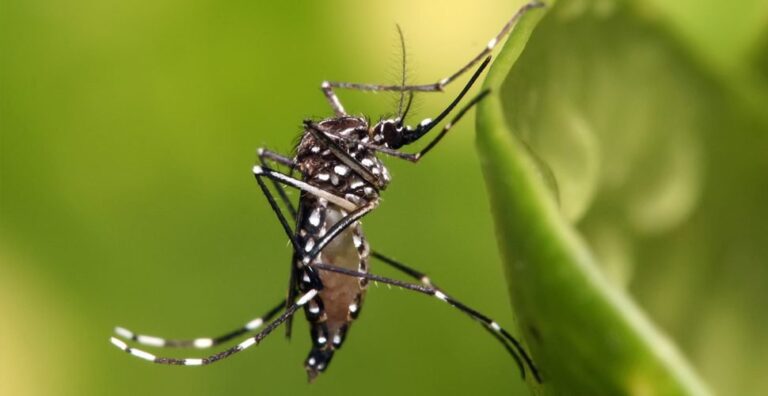 Mosquito Aedes aegypti transmisor de Chikungunya