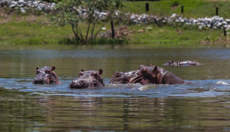 Hipopótamo en un cuerpo de agua en Colombia, paisaje natural