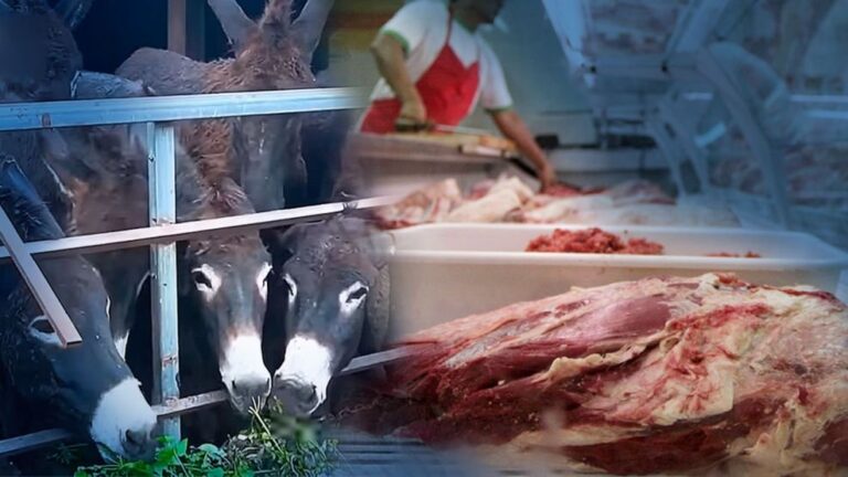 Carne de burro y equinos prohibida por ley nacional en Argentina