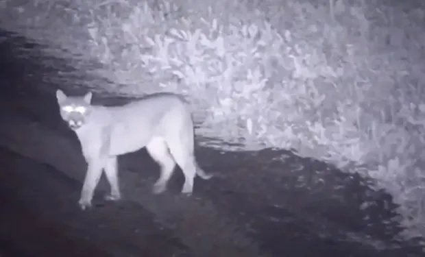 Personal especializado y autoridades trabajando en el control de fauna silvestre en San Nicolás, La Rioja.