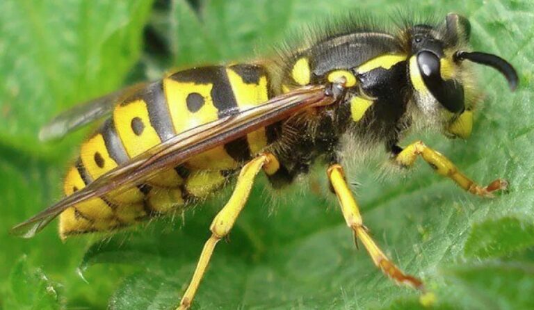 Avispas chaqueta amarilla en un nido